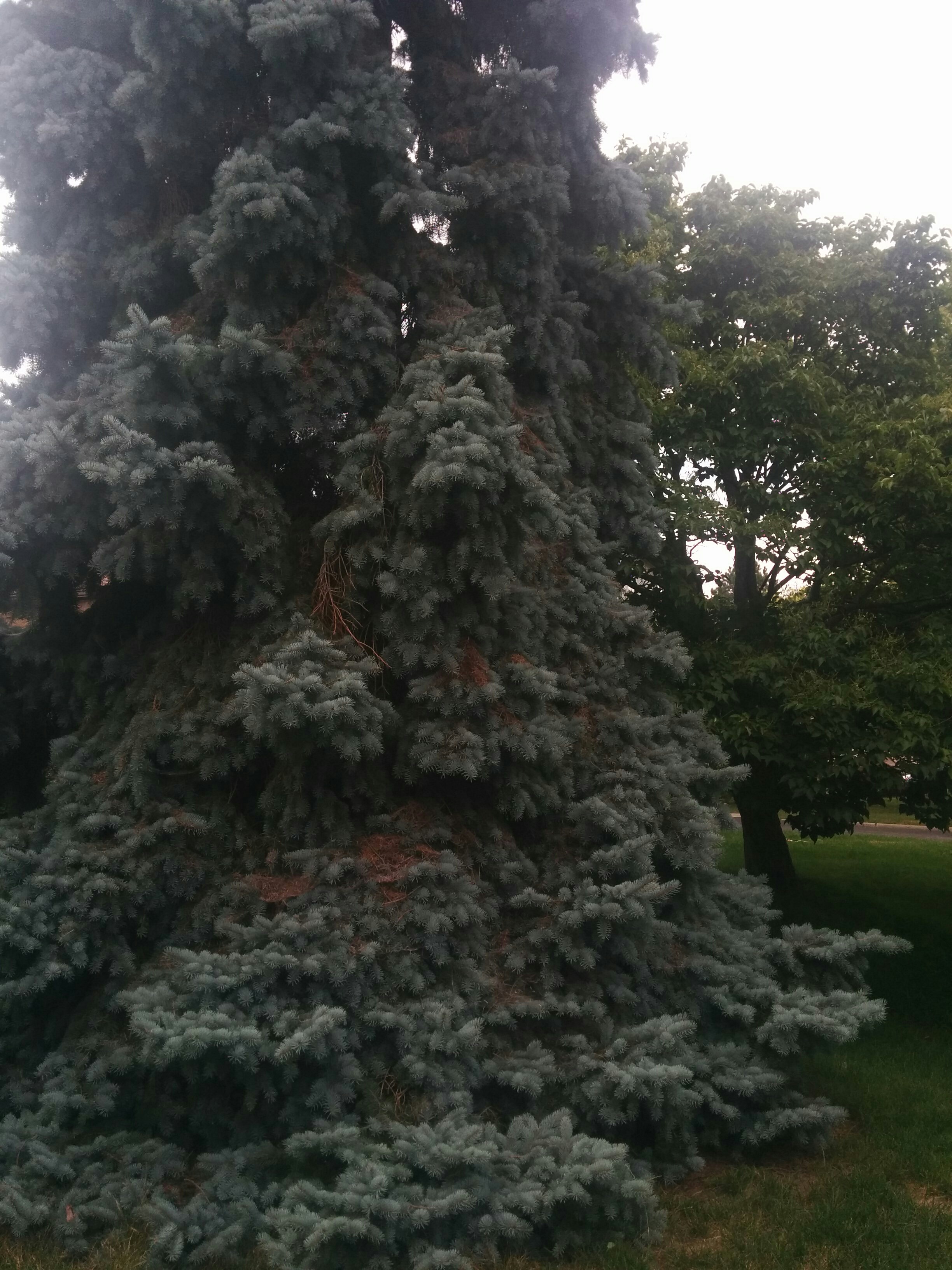 Blue spruce dead needles falling on lower branches • HelpfulGardener